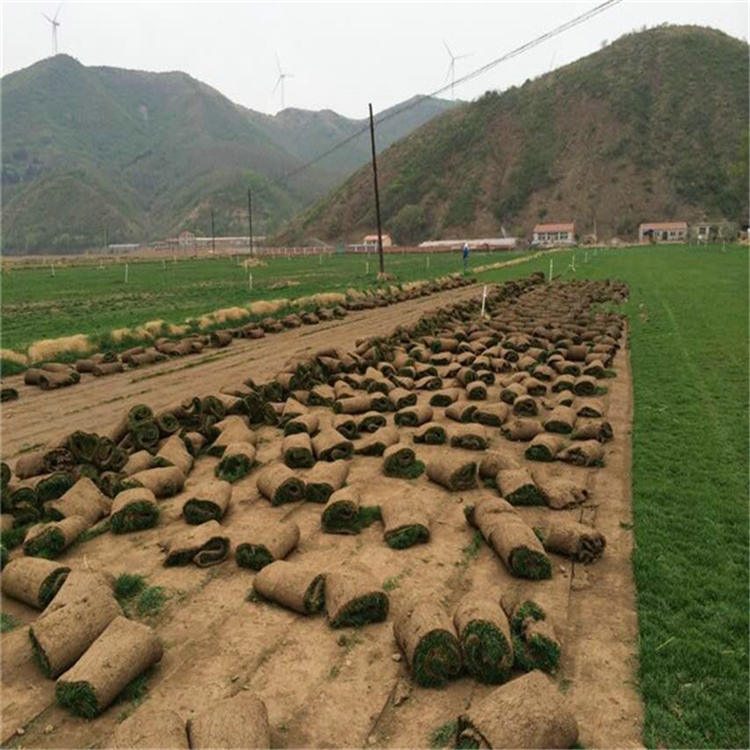 草坪图片