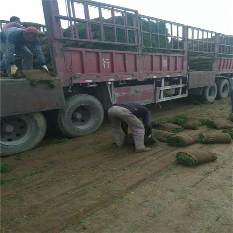 草坪图片
