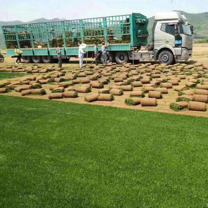 草坪图片