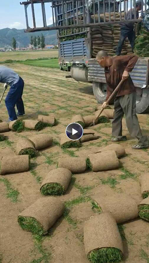 草坪视频 (1)
